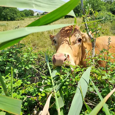 Nidbleu17 Maison Neuve Entre Ocean Et Campagne Vakantiehuis Le Port-des-Barques