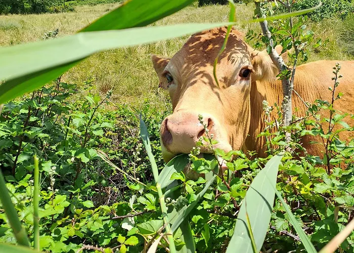 English-speaking, Nidbleu17 Océan Et Campagne, Draps Inclus Сasa de vacaciones Port-des-Barques